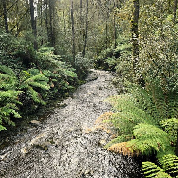 A creek running over stones between tree ferns in wet forest