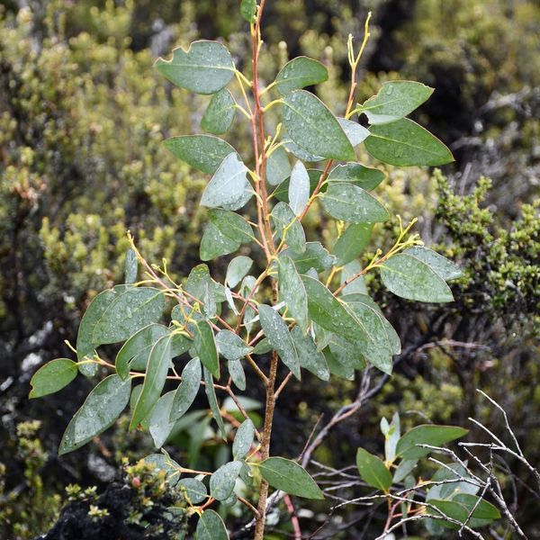 A young eucalypt sapling in coastal scrub